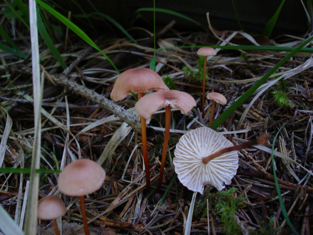 Bosco di Namos (BL) 25-06-2006